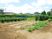 ペアウェル多摩川の自家農園。レクリエーションにて収穫したお野菜はお食事にてお使いいたします。
