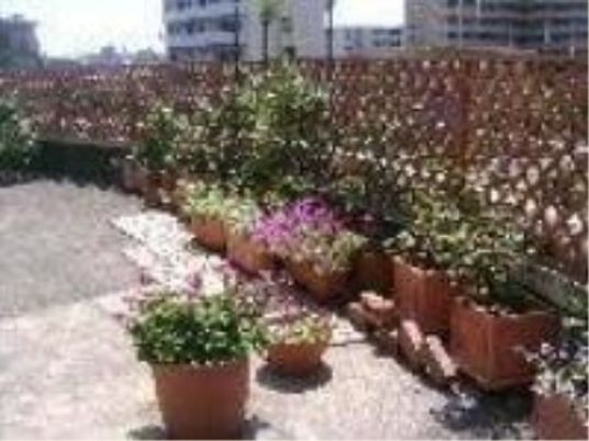 中庭の花壇と植物