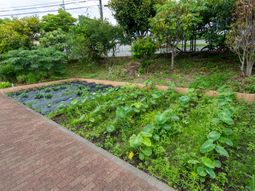 緑が広がる庭