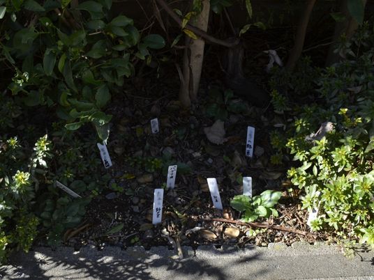 植物が植えられた庭
