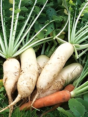 土に触れた新鮮な野菜