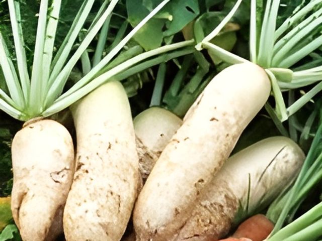 土に触れた新鮮な野菜 収穫したばかりの新鮮な野菜を仕入れ、利用者さまへの健康的な食事を大切に思っています。やりがいと暖かい職場環境がここにはあります。