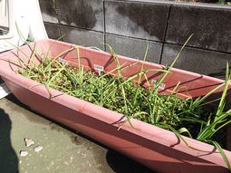 植物が育つプランター