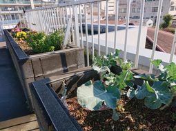 屋上の家庭菜園