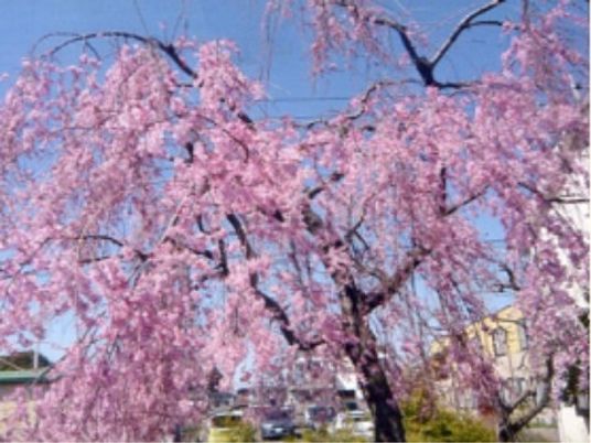 桜が満開の中庭