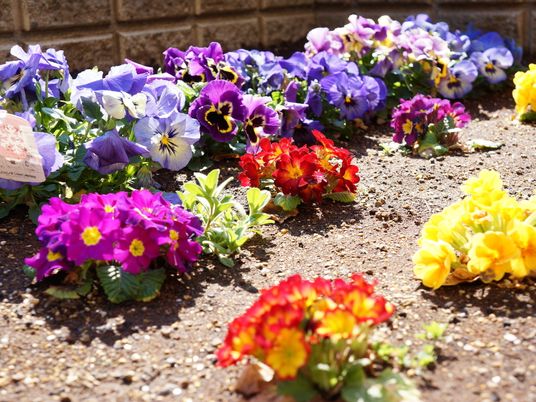 色鮮やかな花の庭