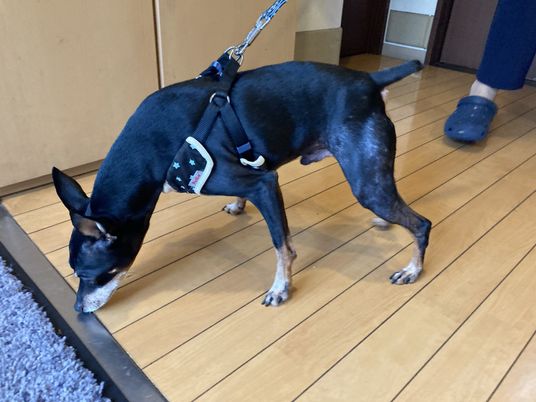 犬が歩く廊下