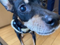 犬がいる室内
