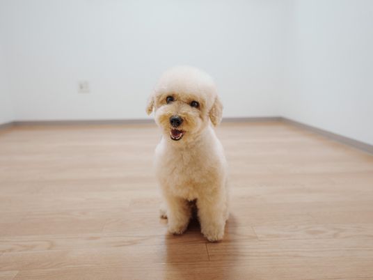 犬がいる部屋