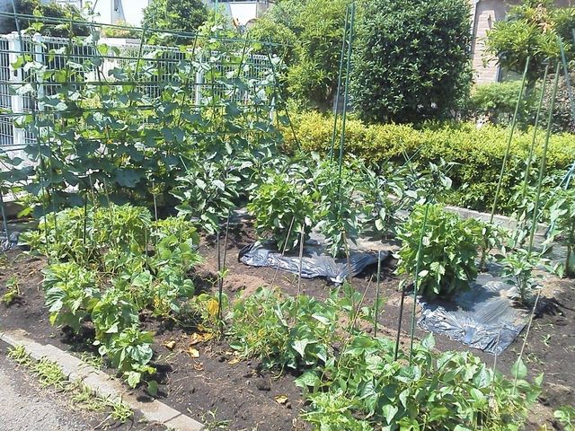 手入れされた施設の庭 花壇 日差しが降り注ぐ緑豊かな庭で、季節の野菜を育てる憩いの場を提供しています。手を土に触れさせながら、自然とのふれあいをお楽しみいただけます。