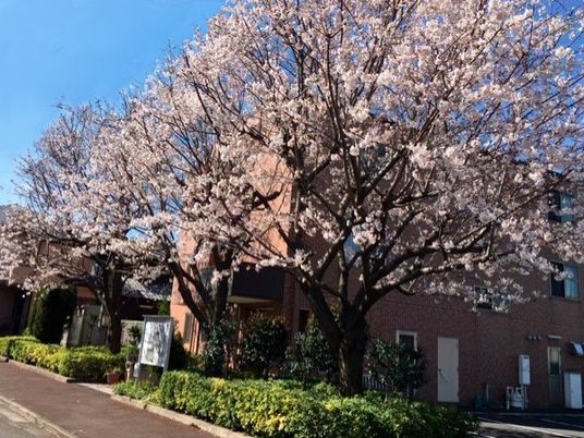 桜が咲く施設外観  