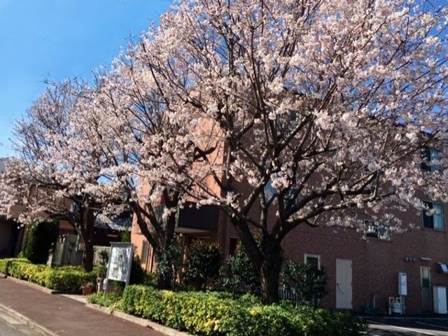 桜が咲く施設外観 外観   桜に囲まれた落ち着いた建物外観です。季節の景色を感じられる環境で、明るい印象があります。