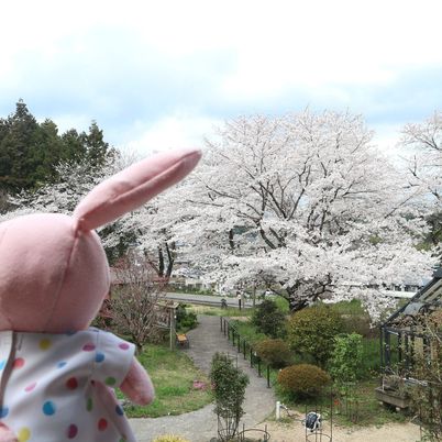 桜が見える庭  