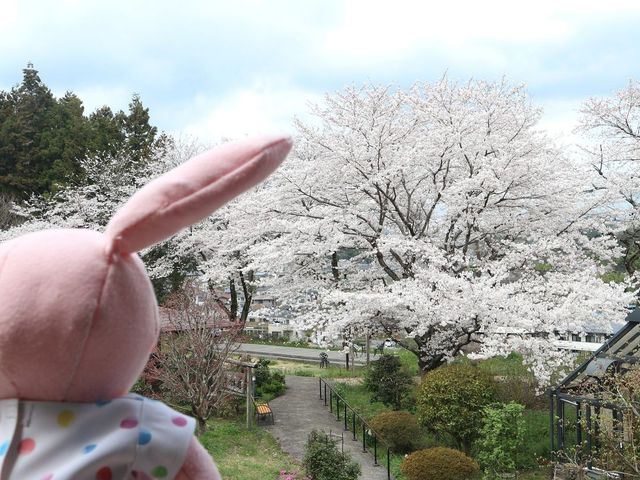 桜が見える庭 庭   満開の桜を楽しめる庭が広がっています。自然に囲まれた静かな環境が魅力です。