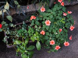 手入れされた花のプランター