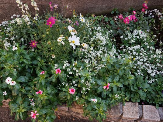 彩り豊かな中庭の花