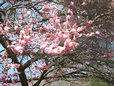 春の日差しが感じられる庭