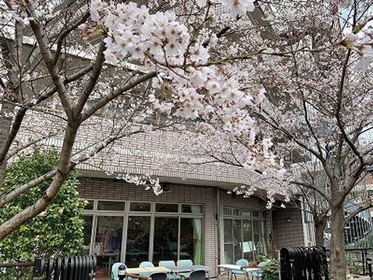 桜に囲まれた外観  