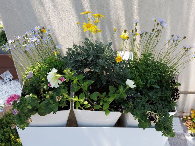 色とりどりの植物がある中庭 花壇 ゆとりある中庭では、季節の花々が訪れる方々の心を和ませています。自然の恵みを感じながら日々をお過ごしいただけます。