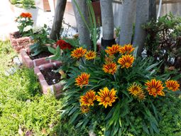 キレイな花が咲く庭