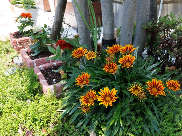 キレイな花が咲く庭