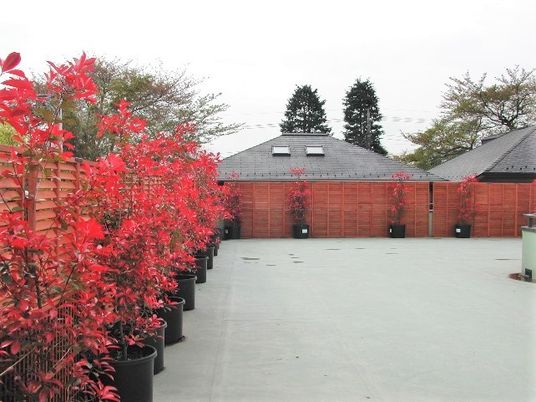 赤い植物と建物の中庭
