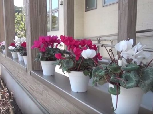 窓辺に並ぶ鮮やかな花