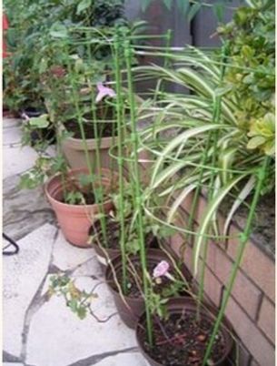 植物と歩道の中庭