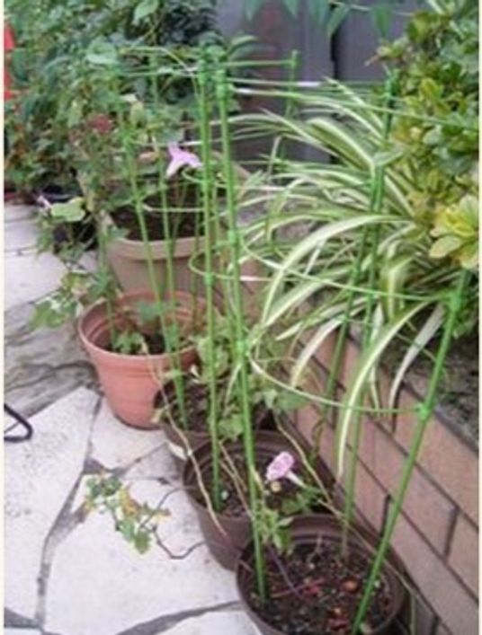 植物と歩道の中庭