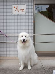 入口にいる大きな白い犬