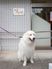犬と入口前