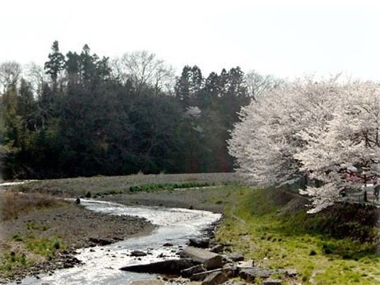 桜並木沿いの川辺