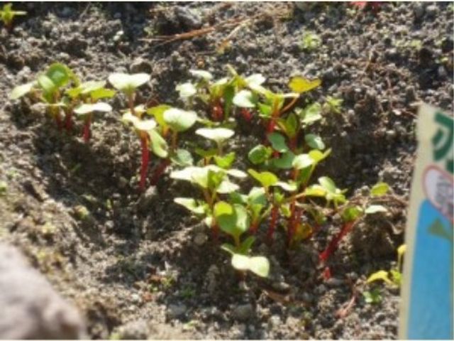 新緑の芽吹く中庭