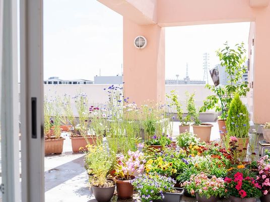 花が並ぶ屋外テラス  