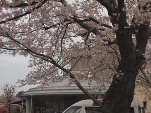 桜と建物の外観  