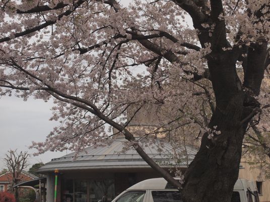 桜と建物の外観  