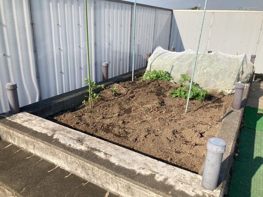 植物が育つ庭