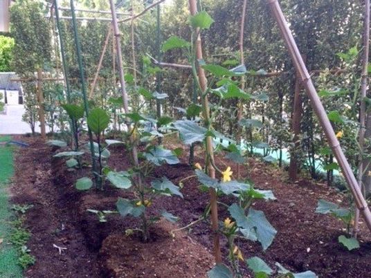 緑あふれる植物の庭
