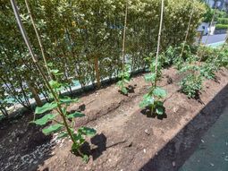 若木と野菜の植えられた庭