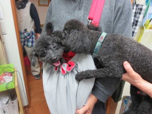 犬と触れ合う人々