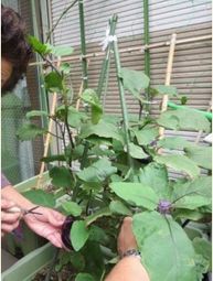 植物の手入れをする人