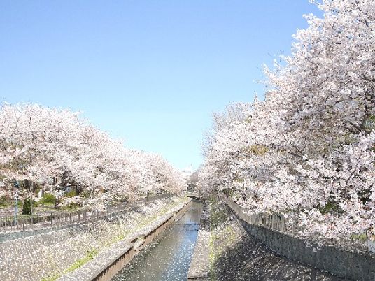 桜が咲く清流の風景