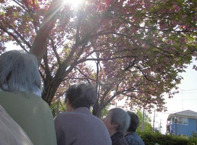 桜の木の下にいる人々