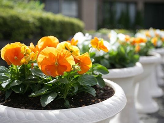 鮮やかな花が植えられた中庭