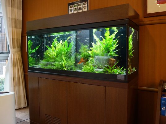 リビングの水槽
