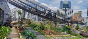 空中の畑と花壇 陽光を浴びた場所
