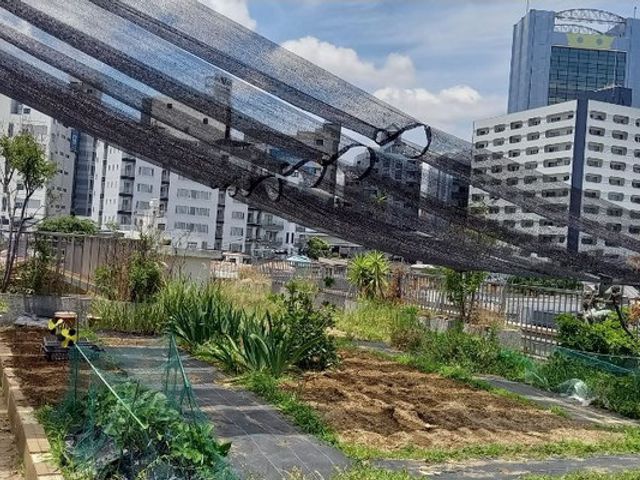 空中の畑と花壇 陽光を浴びた場所 庭 都会の中で、自然と触れ合えるスペースです。植物を育てる楽しみを提供します。