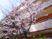 桜が咲く建物外観  