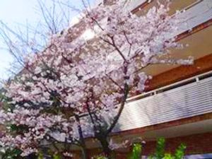 桜のある中庭  