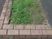 草の生えた花壇  